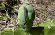 Anteprima di Cereus fernambucensis