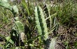 Anteprima di Cereus fernambucensis