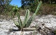 Anteprima di Cereus fernambucensis