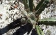 Anteprima di Cereus fernambucensis