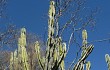 Anteprima di Cereus jamacaru