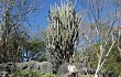 Anteprima di Cereus jamacaru