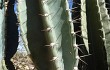 Preview photo Cereus jamacaru
