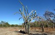 Anteprima di Cereus jamacaru