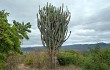 Anteprima di Cereus jamacaru