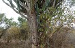 Anteprima di Cereus jamacaru