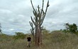 Anteprima di Cereus jamacaru