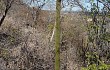 Anteprima di Coleocephalocereus goebelianus