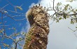 Vista previa de Coleocephalocereus goebelianus