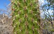 Anteprima di Coleocephalocereus goebelianus