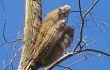 Anteprima di Coleocephalocereus goebelianus