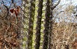 Anteprima di Coleocephalocereus goebelianus