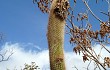 Preview photo Coleocephalocereus goebelianus