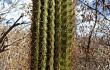 Preview photo Coleocephalocereus goebelianus