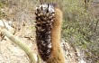 Vista previa de Coleocephalocereus goebelianus