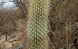 Preview photo Coleocephalocereus goebelianus