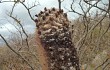 Anteprima di Coleocephalocereus goebelianus