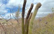 Anteprima di Coleocephalocereus goebelianus