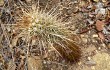 Vista previa de Coleocephalocereus goebelianus