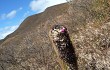 Vista previa de Coleocephalocereus goebelianus