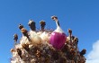 Vista previa de Coleocephalocereus goebelianus