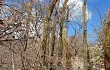 Vista previa de Coleocephalocereus goebelianus