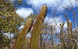 Vista previa de Coleocephalocereus goebelianus