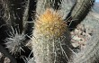 Anteprima di Echinopsis acanthura