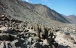 Anteprima di Echinopsis acanthura