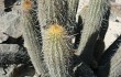 Anteprima di Echinopsis acanthura