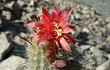 Anteprima di Echinopsis acanthura