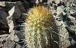 Preview photo Echinopsis acanthura