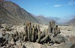 Anteprima di Echinopsis acanthura