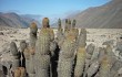 Vista previa de Echinopsis acanthura