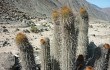 Anteprima di Echinopsis acanthura