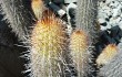 Preview photo Echinopsis acanthura