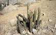 Anteprima di Echinopsis acanthura