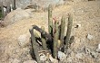 Anteprima di Echinopsis acanthura