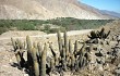 Preview photo Echinopsis acanthura