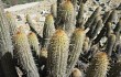 Anteprima di Echinopsis acanthura