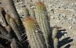 Anteprima di Echinopsis acanthura