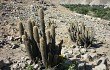 Anteprima di Echinopsis acanthura