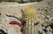 Vista previa de Echinopsis acanthura