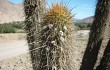 Preview photo Echinopsis acanthura