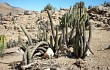 Vista previa de Echinopsis acrantha