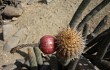 Vista previa de Echinopsis acrantha