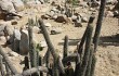 Vista previa de Echinopsis acrantha