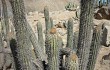 Anteprima di Echinopsis acrantha