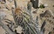 Vista previa de Echinopsis acrantha