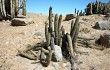 Anteprima di Echinopsis acrantha